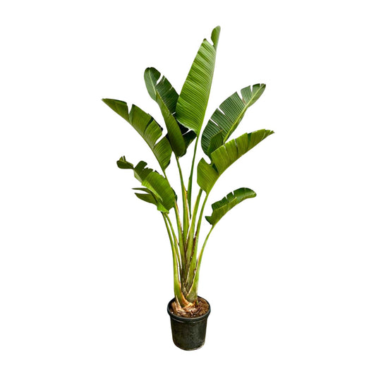 Strelitzia Augusta – 250 cm, Ø 45 cm