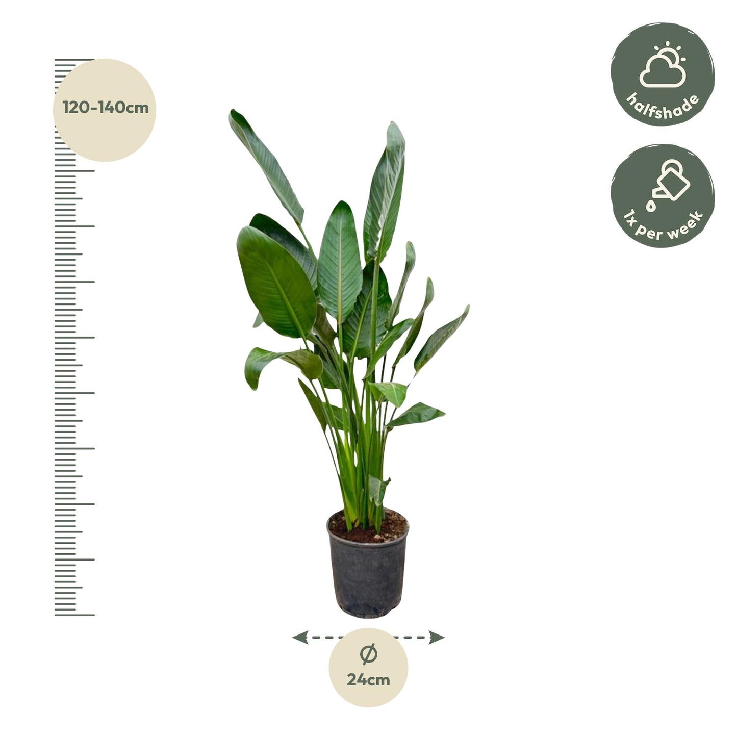 Strelitzia Reginae – 130 cm, Ø 24 cm