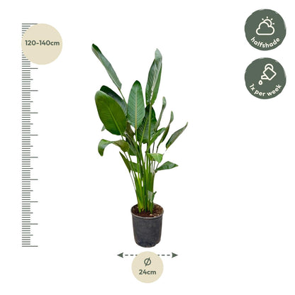 Strelitzia Reginae – 130 cm, Ø 24 cm