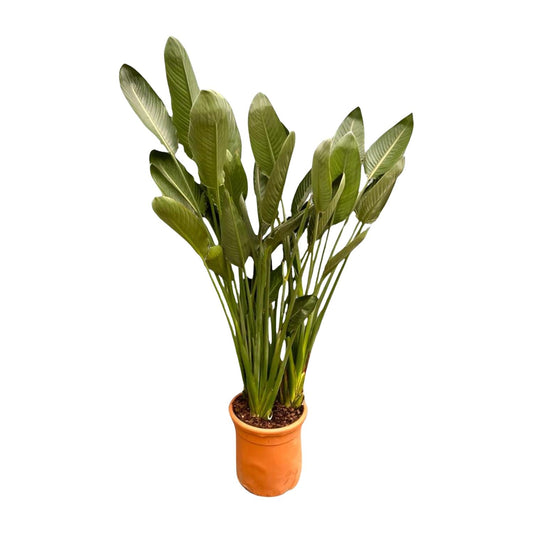 Strelitzia Reginae XL – 180 cm, Ø 50 cm