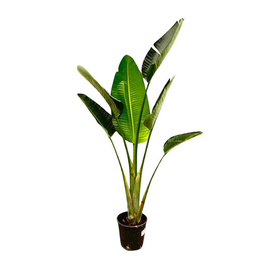 Strelitzia Augusta – 180 cm, Ø 30 cm