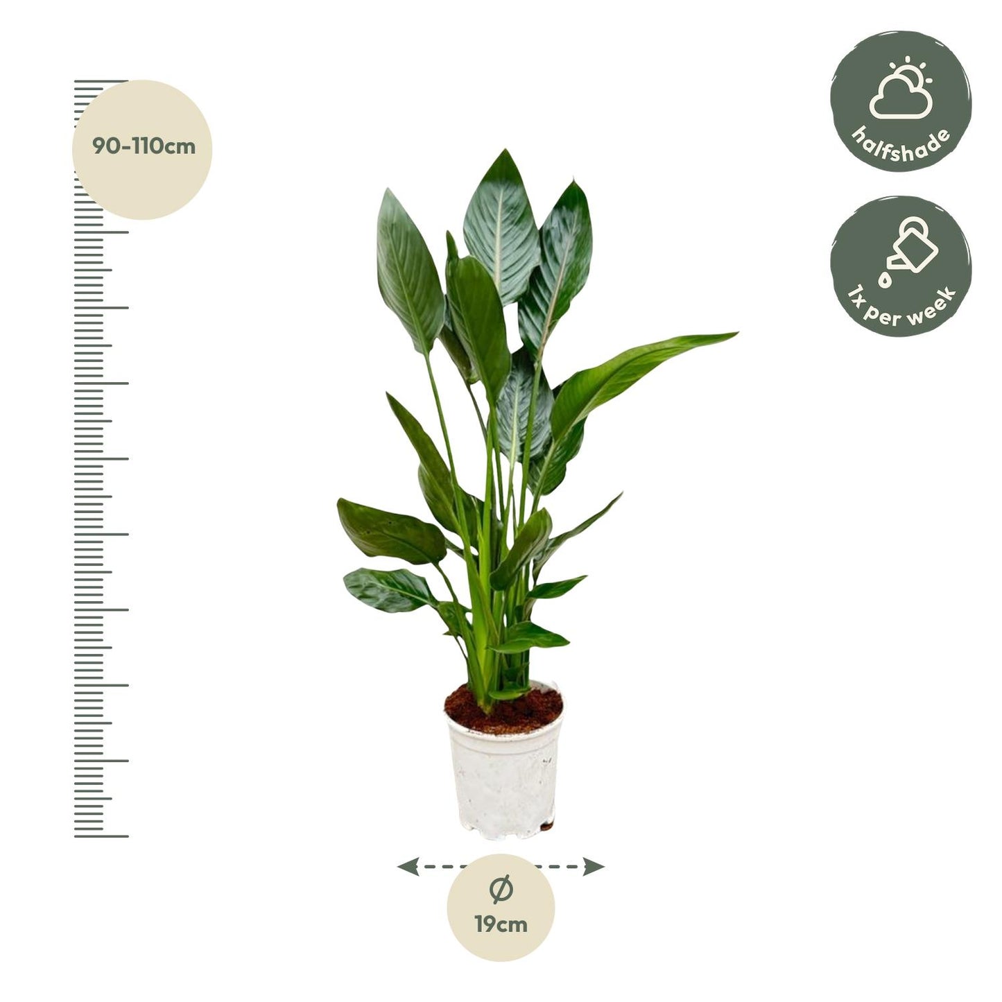 Strelitzia Reginae – 100 cm, Ø 19 cm