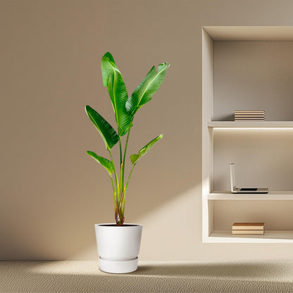 Strelitzia Augusta – 210 cm, Ø 30 cm