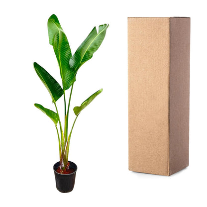 Strelitzia Augusta – 210 cm, Ø 30 cm
