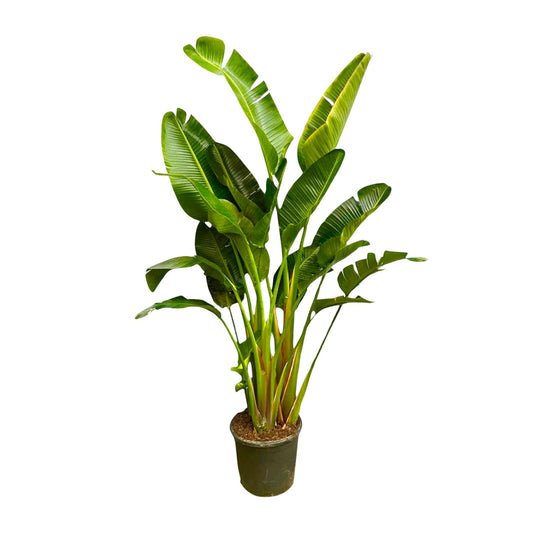 Strelitzia Augusta multi stam XXL – 250 cm, Ø 50 cm