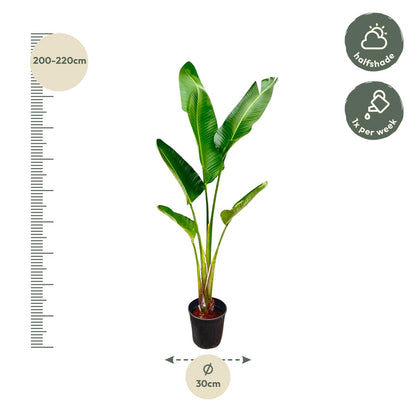 Strelitzia Augusta – 210 cm, Ø 30 cm