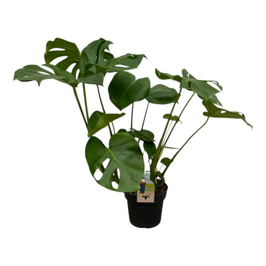 Monstera Deliciosa – 75 cm, Ø 21 cm