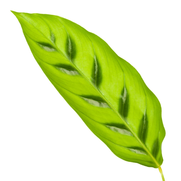 Calathea Leopardina – 35 cm, Ø 12 cm