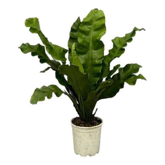 Asplenium Nidum – 80 cm, Ø 21 cm
