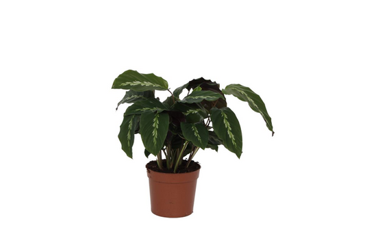 Calathea Maui Queen – 35 cm, Ø 12 cm