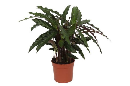 Calathea Elgergrass – 40 cm, Ø 12 cm