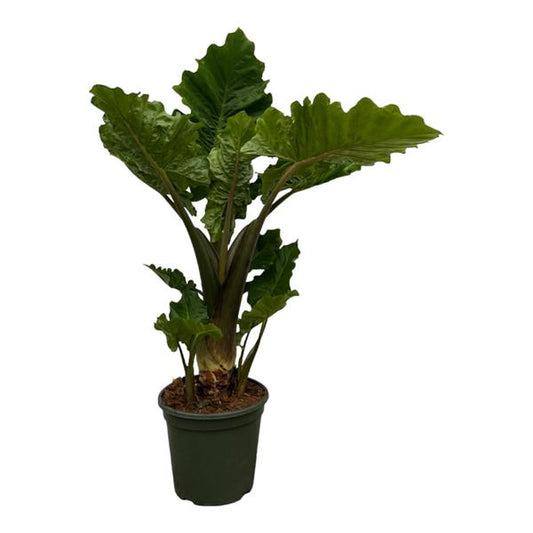 Alocasia Low Raider – 75 cm, Ø 26 cm