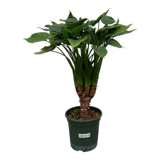 Alocasia Cucullata – 120 cm, Ø 26 cm