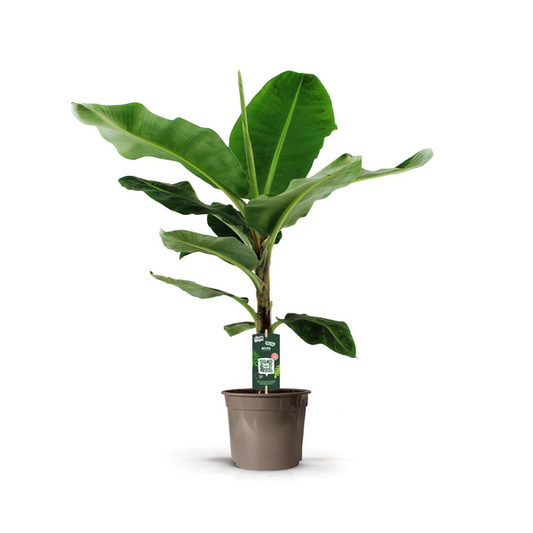Bananenplant (Musa) – 140 cm, Ø 27 cm
