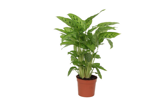 Calathea Leopardina – 35 cm, Ø 12 cm