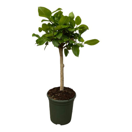 Ficus Altissimo variegata – 100 cm, Ø 24 cm