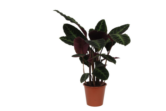 Calathea Warscewiczii – 80 cm, Ø 19 cm
