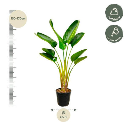 Strelitzia Augusta – 160 cm, Ø 28 cm