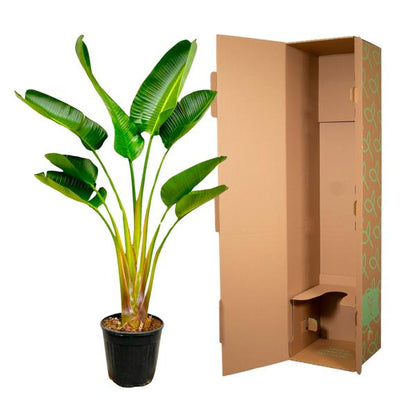 Strelitzia Augusta – 160 cm, Ø 28 cm
