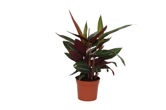 Calathea Stripestar – 40 cm, Ø 12 cm