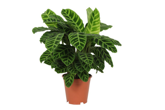 Calathea Zebrina – 80 cm, Ø 19 cm
