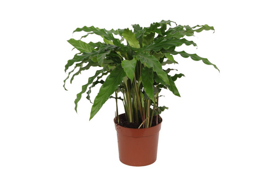Calathea Bluegrass – 35 cm, Ø 12 cm