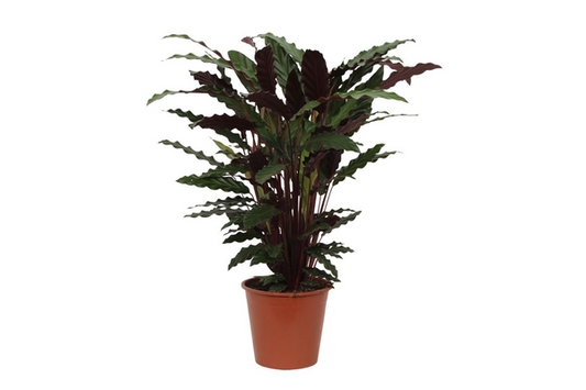 Calathea Wavestar – 80 cm, Ø 19 cm
