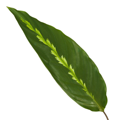Calathea Maui Queen – 35 cm, Ø 12 cm