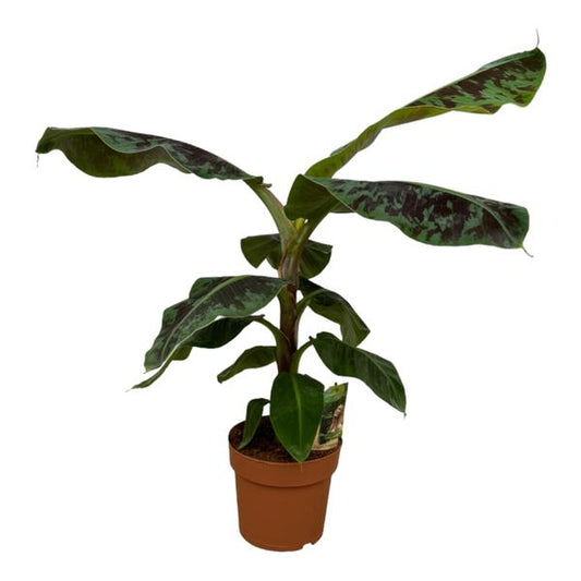 Bananenplant Musa – 80 cm, Ø 21 cm