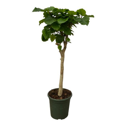 Ficus Umbellata stam – 150 cm, Ø 33 cm
