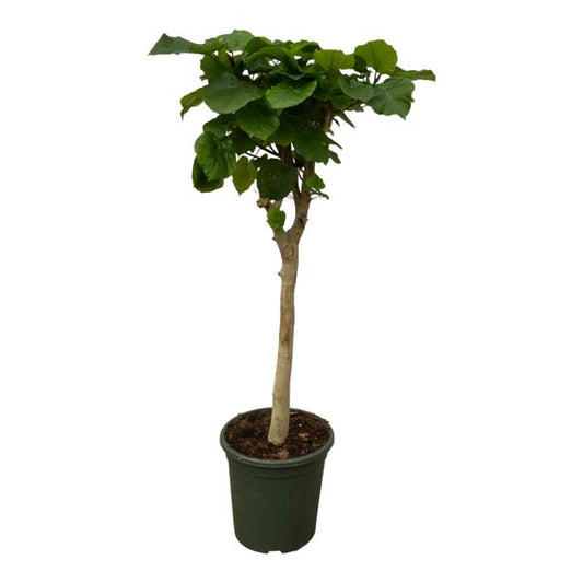 Ficus Umbellata stam – 150 cm, Ø 33 cm